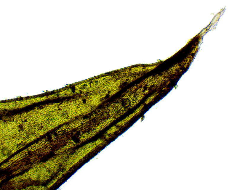 Racomitrium panschii